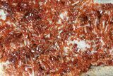 Ruby Red Vanadinite Crystals on Pink Barite - Morocco #82384-2